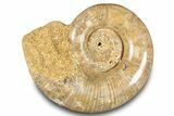 Jurassic Ammonite (Hemilytoceras) Fossil - Madagascar #283454-1